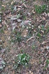 Amana erythronioides