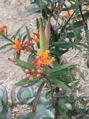 Asclepias curassavica