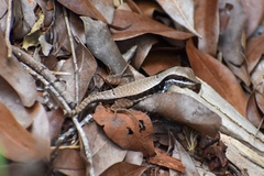 Leiocephalus macropus
