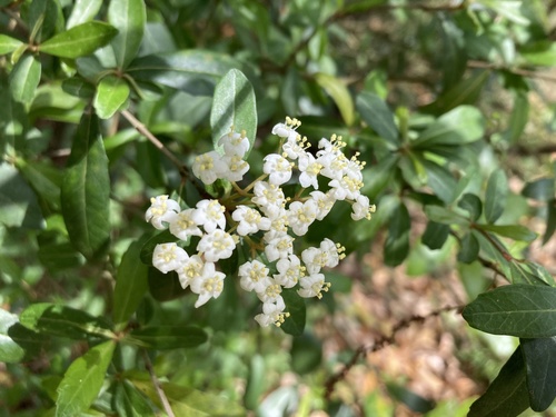 Viburnum obovatum image