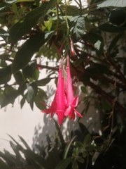 Fuchsia boliviana