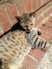 Felis catus