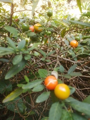 Solanum pseudocapsicum