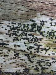 Rosellinia subiculata