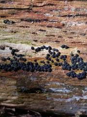 Rosellinia subiculata