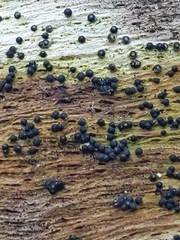 Rosellinia subiculata