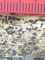 Rosellinia subiculata