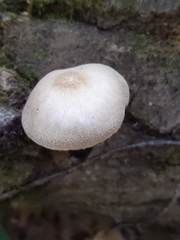 Pluteus tomentosulus