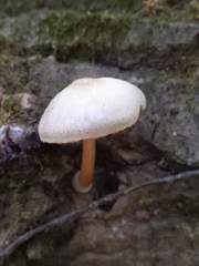 Pluteus tomentosulus