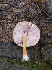 Pluteus tomentosulus