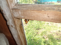 Aglais urticae