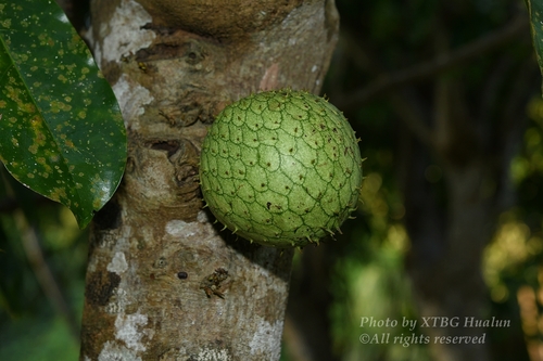 Annona montana - Whole tree