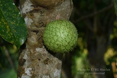 Annona montana