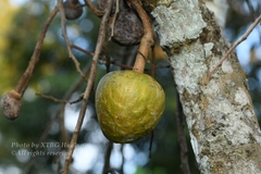 Annona reticulata
