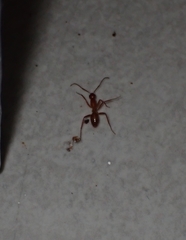 Camponotus hannani
