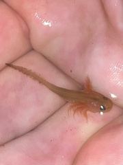 Ambystoma opacum