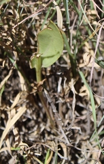 Senecio ruwenzoriensis