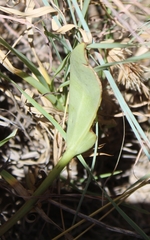 Senecio ruwenzoriensis