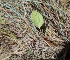 Senecio ruwenzoriensis