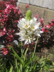 Ornithogalum