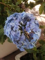 Hydrangea macrophylla