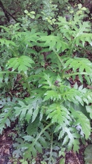 Cirsium alsophilum