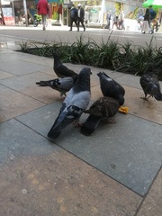 Columba livia