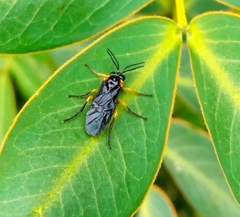 Adurgoa gonagra
