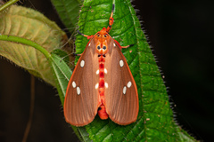 Tinolius eburneigutta