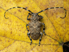 Coptops leucostictica