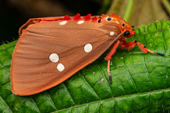 Tinolius eburneigutta