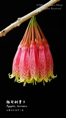 Agapetes megacarpa
