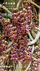 Mucuna macrocarpa