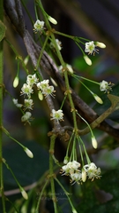 Aspidopterys tomentosa