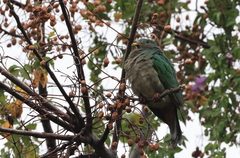 Ptilinopus leclancheri