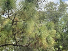 Image of Pinus palustris