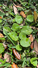 Hydrocotyle umbellata