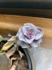 Echeveria gibbiflora × potosina
