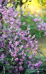Indigofera cassioides