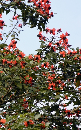 Erythrina subumbrans observed 2021-02-19