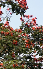 Erythrina subumbrans