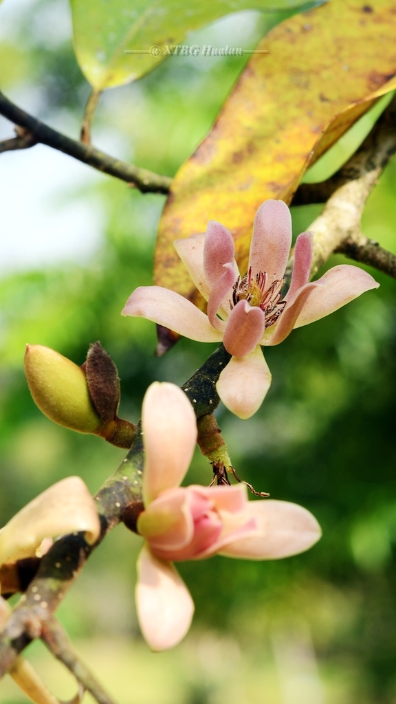 Magnolia odora in February 2021 by xtbgeec · iNaturalist