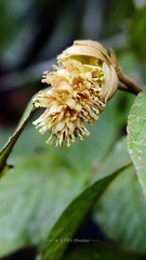 Corylopsis multiflora