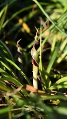 Cryptocoryne crispatula