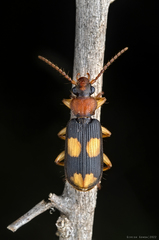Macrocheilus
