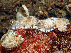 Dermatobranchus caeruleomaculatus