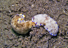 Dermatobranchus caeruleomaculatus