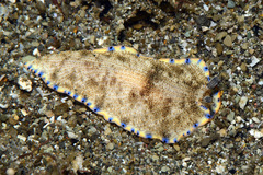 Dermatobranchus caeruleomaculatus