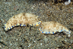 Dermatobranchus caeruleomaculatus