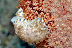 Dermatobranchus caeruleomaculatus